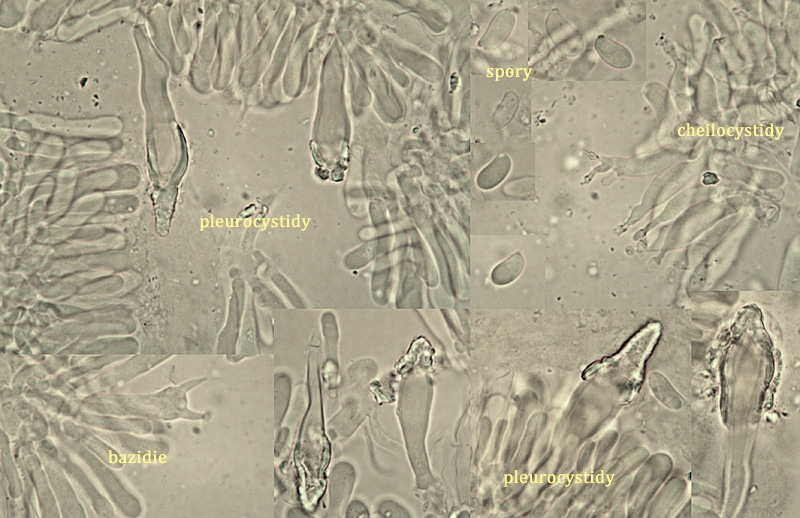 Hohenbuehelia fluxilis